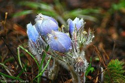 Pasque Flower (Anemone Patens)