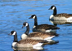 Canada Geese In Lake Estes...