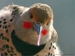 Red-shafted Flicker...