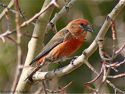 Male Red Crossbill...