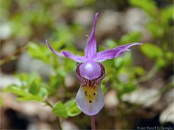 Calypso Orchid (Calypso bulbosa)...
