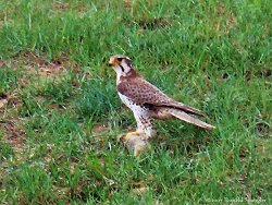 Prairie Falcon (Falco mexicanus)...