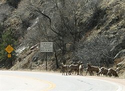Bighorn at intersection of Highway 24 and CR 43