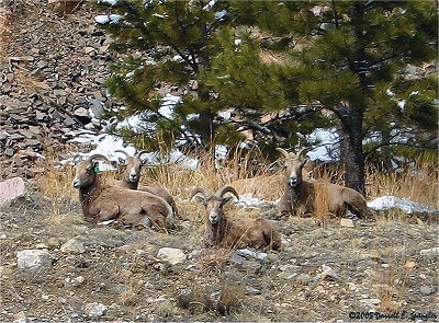 Bighorn Sheep relaxing in the warm weather on Monday, March 14th