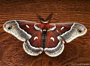 Cecropia Moth on Wednesday Morning