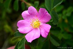 Prairie Wild Rose (Rosa arkansana)