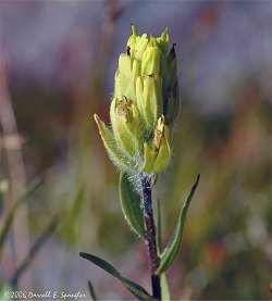 Lime Variety of Indian Paintbrush