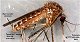West Nile carrying Mosquito (Culex tarsalis)