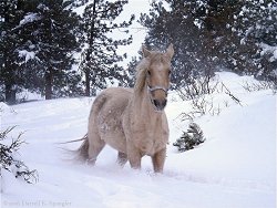 Horse runs through snow on Thursday
