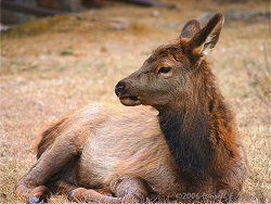 Young Elk in Estes Park on Tuesday...