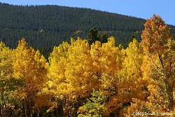 Fall colors in Endo Valley of Rocky Mountain National Park