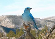 Mountain Bluebird - Rocky Mountain National Park
