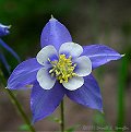 Colorado Blue Columbine - Rocky Mountain National Park